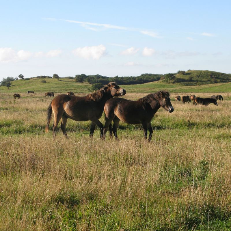Ferie på Langeland Vilde heste